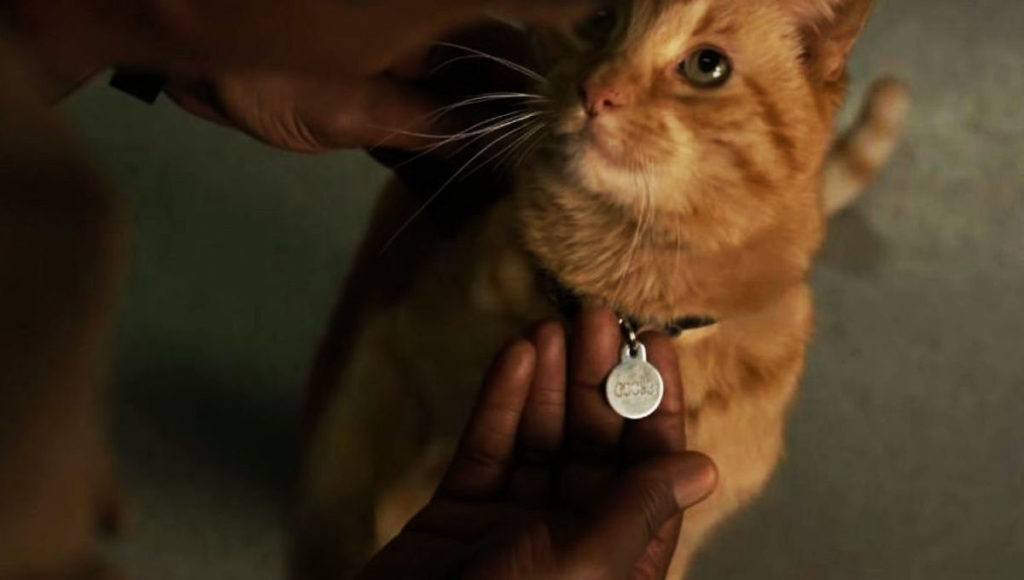goose kucing captain marvel