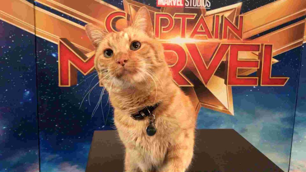 goose kucing captain marvel