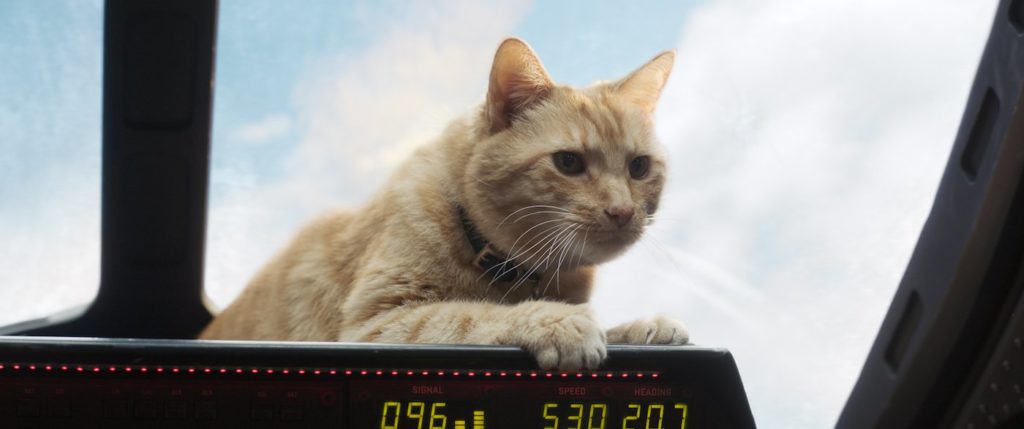 goose kucing captain marvel