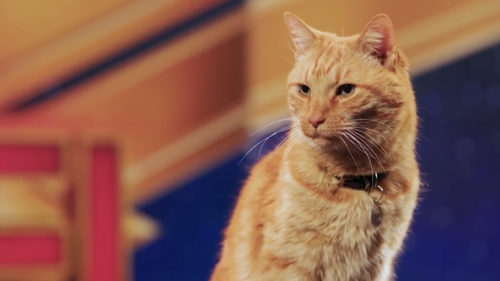 goose kucing captain marvel
