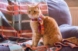 film tentang kucing terbaik