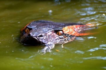 film ular terbaik - anaconda
